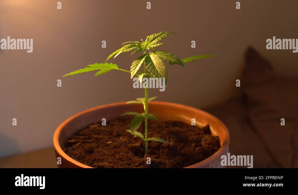 Home grown cannabis plant with yellow light slowly growing