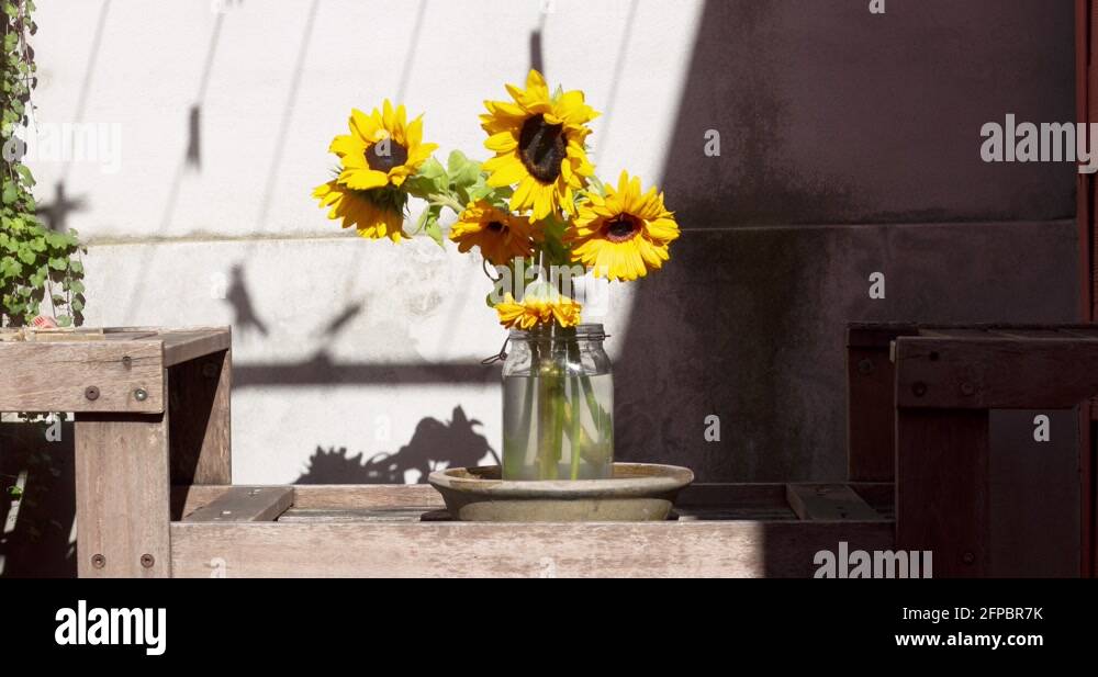 Light and shadow flower vase Stock Videos & Footage HD and 4K Video Clips Alamy