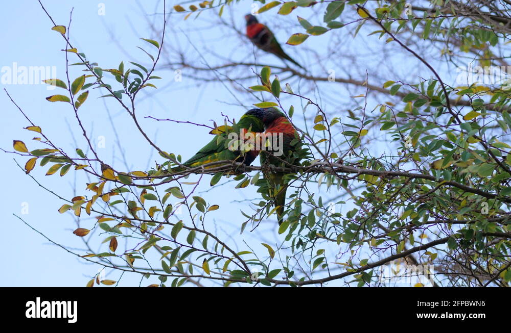 Bird regurgitating Stock Videos & Footage HD and 4K Video Clips Alamy