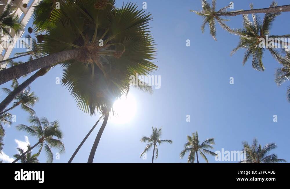 Palm trees provide shade in Maui, Hawaii, slow motion Stock Video