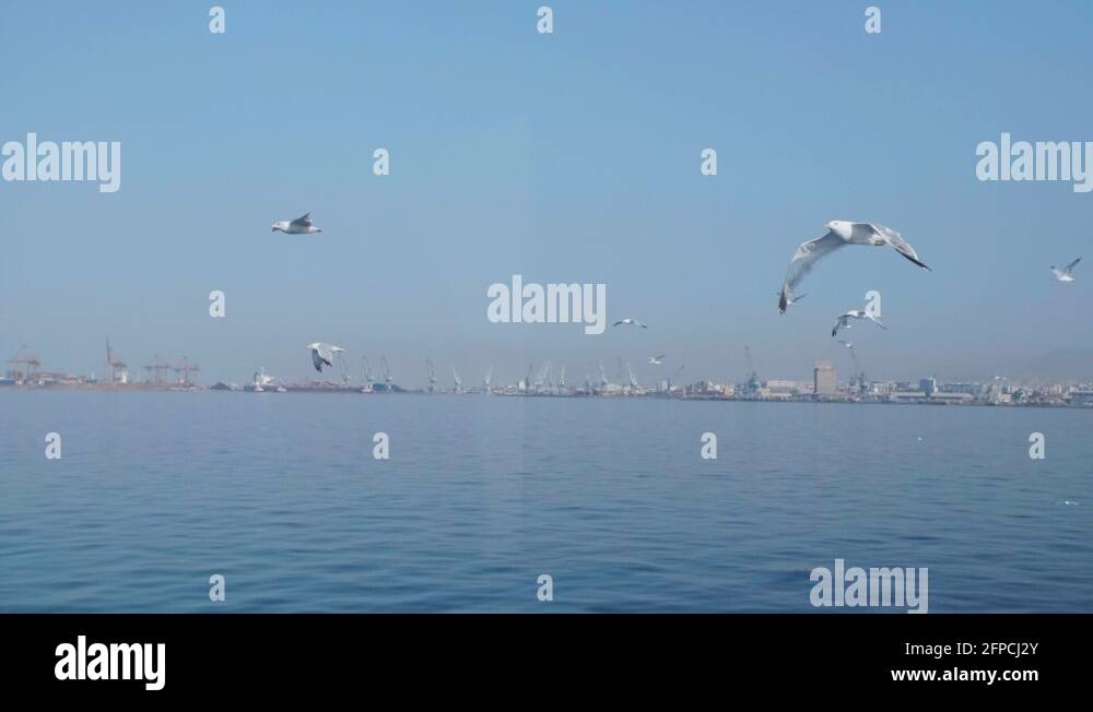 A flock of seagull birds flying against the wind, from a ferry, Greece