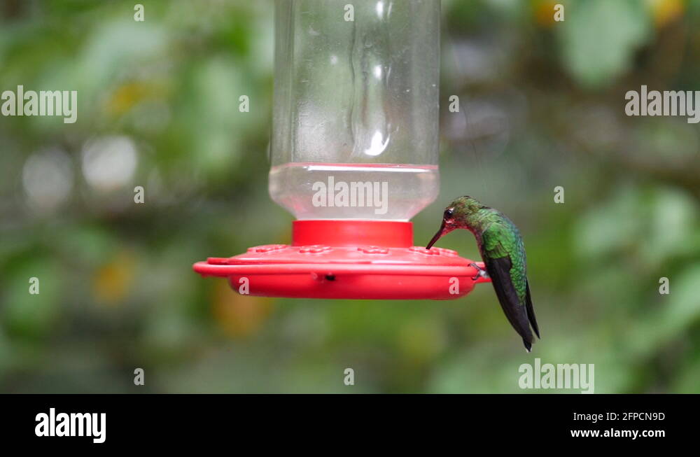 Close Up of Hummingbird Drinking Nectar from Feeder in Tropical Stock