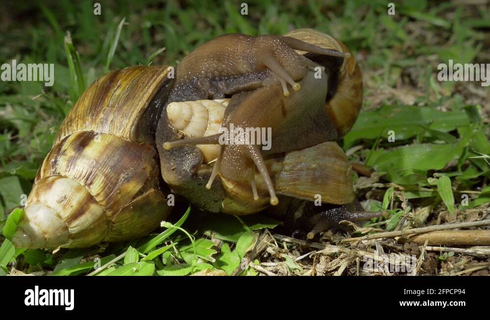 Snail mating Stock Videos & Footage HD and 4K Video Clips Alamy