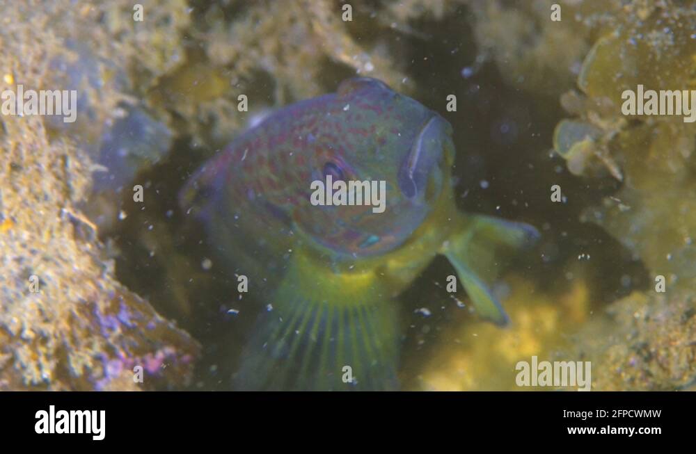 blenny-fish-in-coral-stock-videos-footage-hd-and-4k-video-clips-alamy