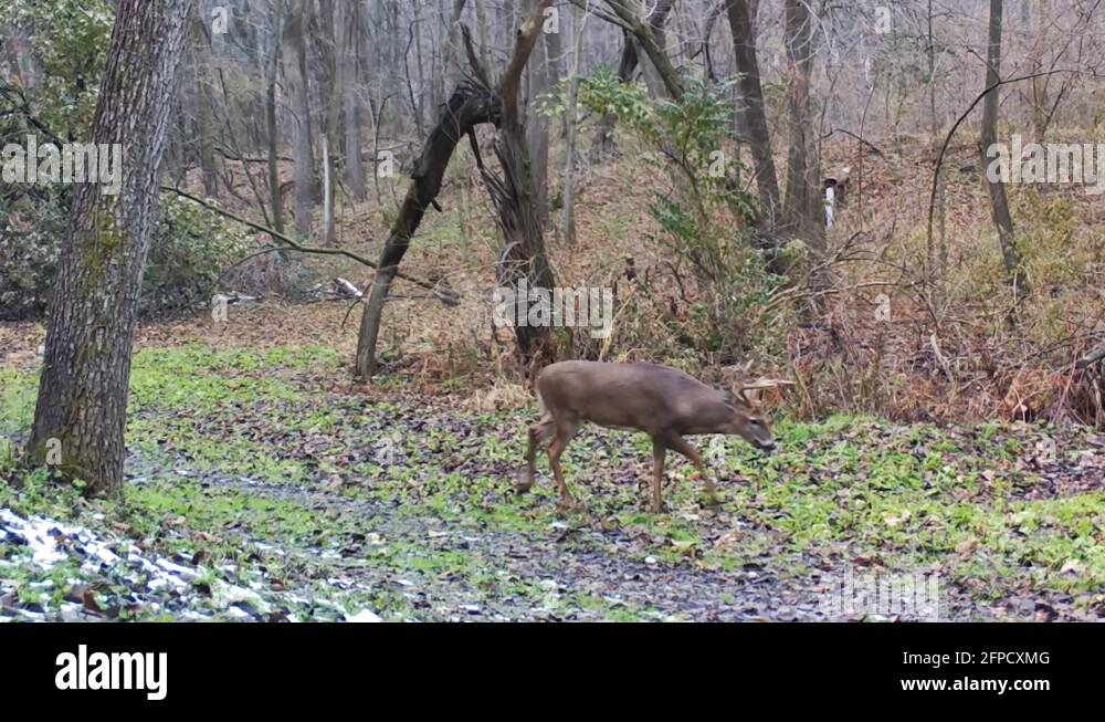 Whitetail buck clover Stock Videos & Footage HD and 4K Video Clips