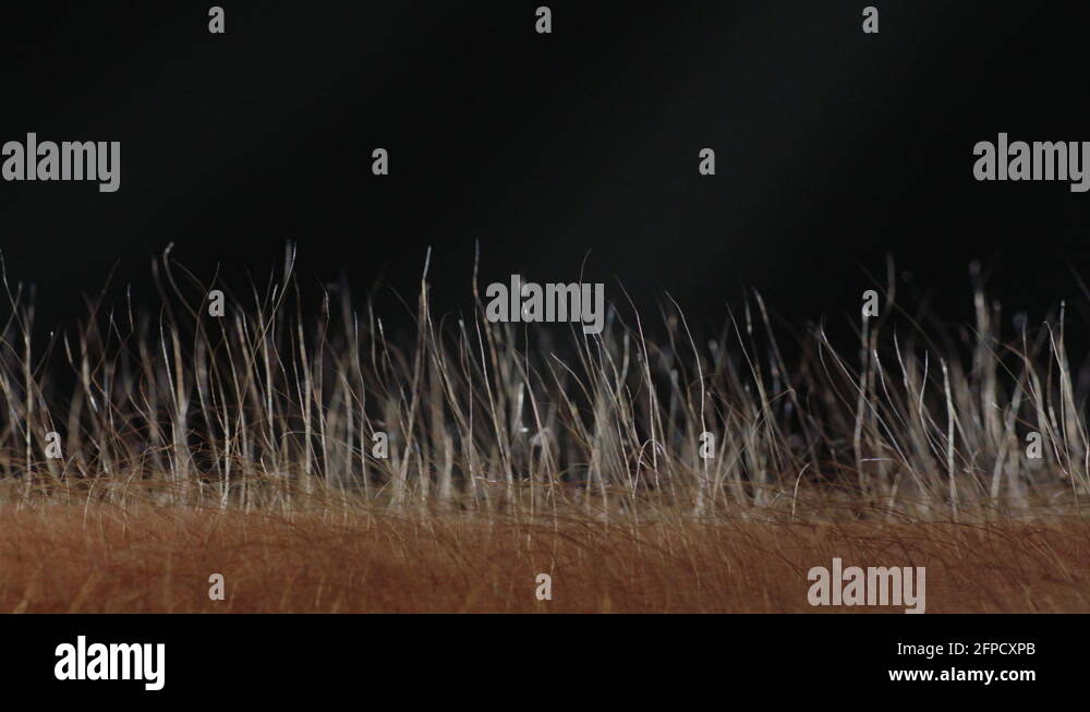 Hair standing up Stock Videos & Footage HD and 4K Video Clips Alamy