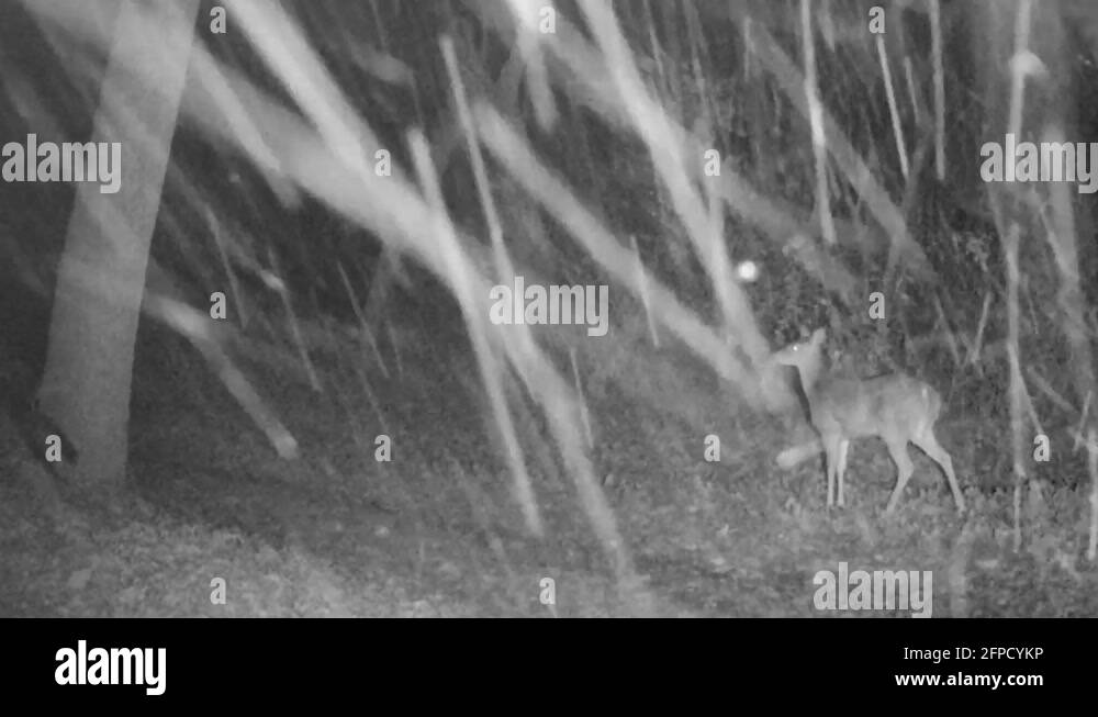 Game trail Stock Videos & Footage HD and 4K Video Clips Alamy