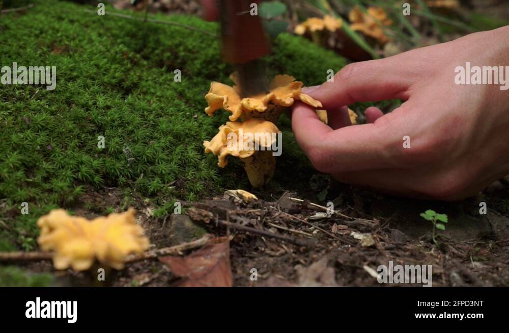 Chanterelles mushroom brush brushing fungus Stock Videos & Footage HD