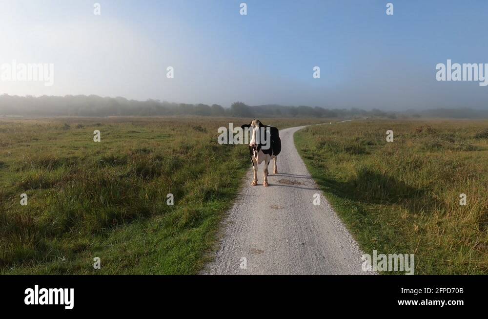 Cow cycle Stock Videos & Footage - HD and 4K Video Clips - Alamy