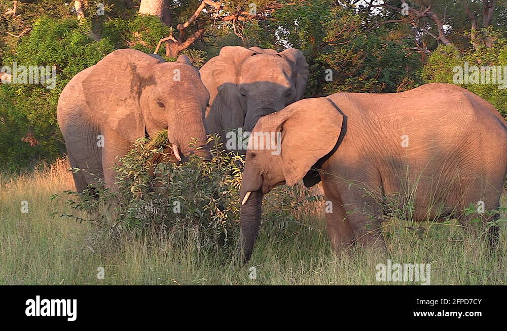 Elephants feed on grass and flap ears to cool down in evening sunlight