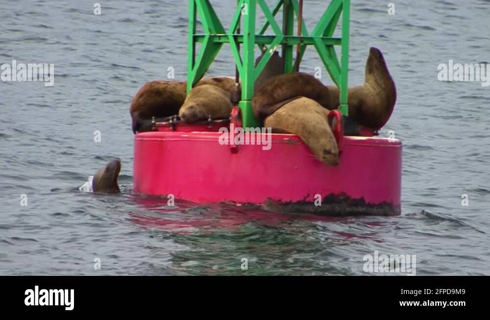 Bald eagle and lions Stock Videos & Footage - HD and 4K Video Clips - Alamy