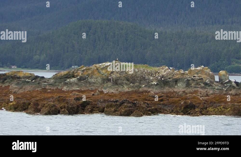 Bald eagle rocky mountains Stock Videos & Footage - HD and 4K Video
