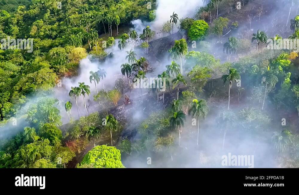 Amazon palm tree Stock Videos & Footage - HD and 4K Video Clips - Alamy