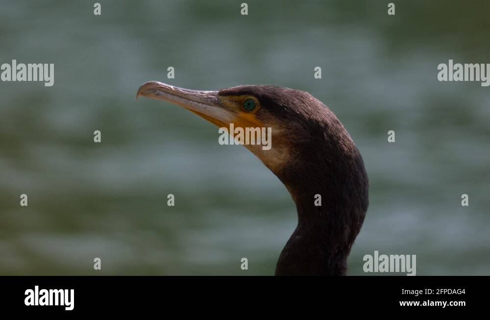 Head of wild cormorant bird with yellow beak and green eyes resting at Stock Video Footage Alamy