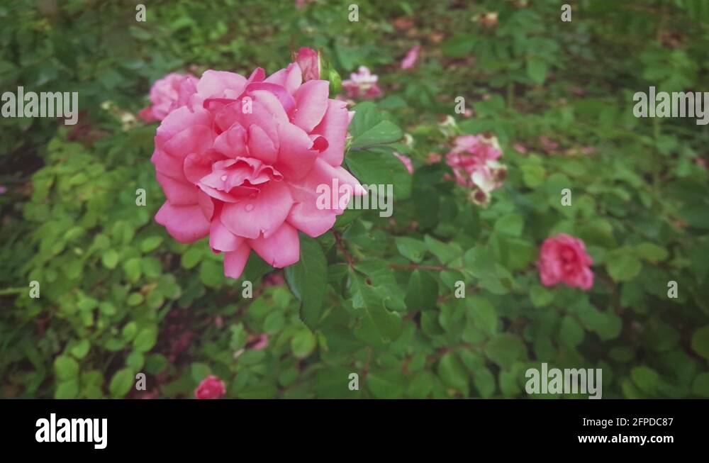 Dried flower crown Stock Videos & Footage HD and 4K Video Clips Alamy