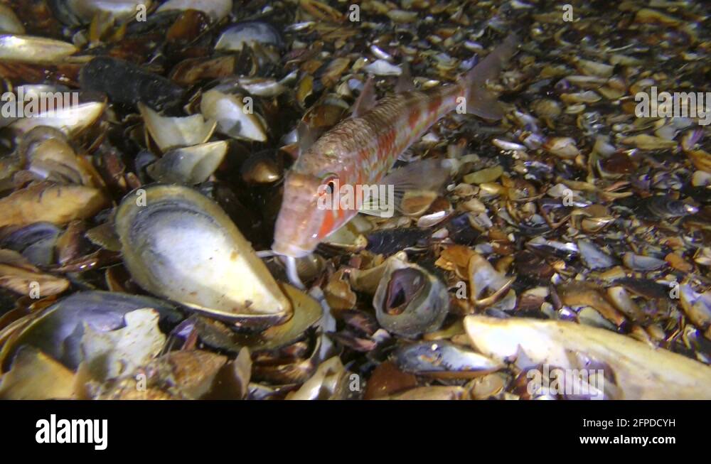 Eats worms invertebrates Stock Videos & Footage HD and 4K Video Clips