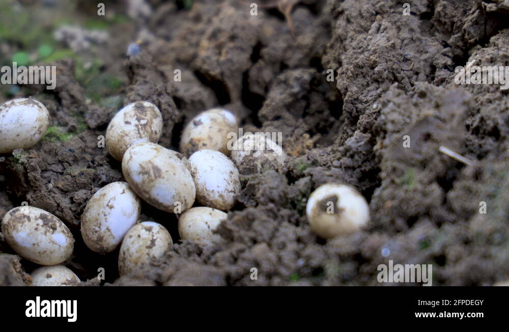 Snake egg hatch white Stock Videos & Footage HD and 4K Video Clips Alamy