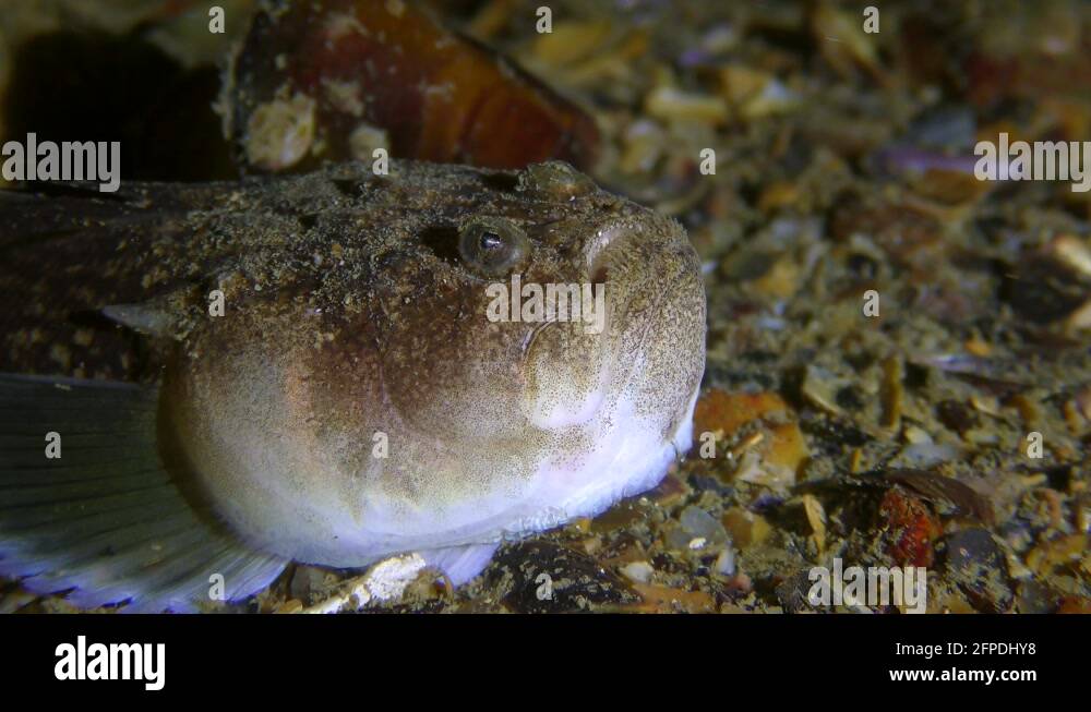 Predator Hunt fish Atlantic stargazer lures prey with a wormlike