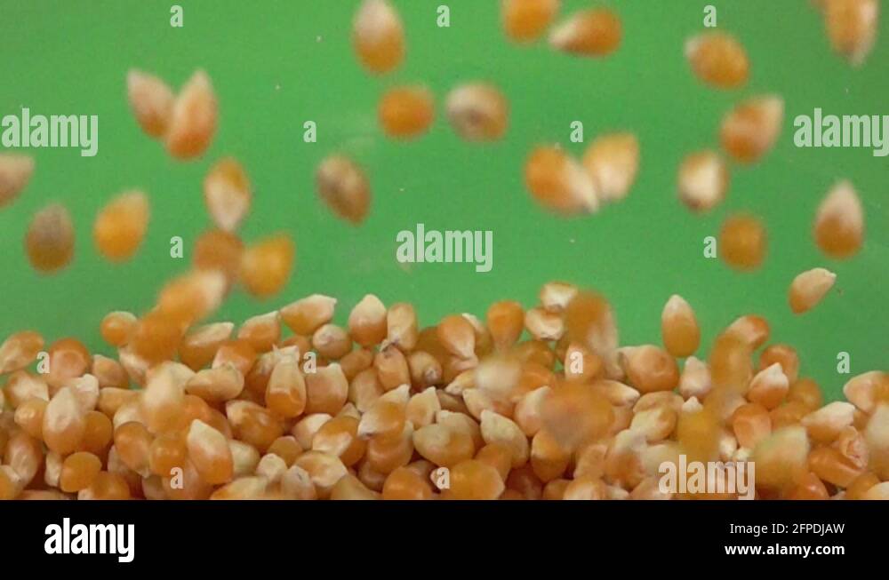Popped kernel of corn Stock Videos & Footage HD and 4K Video Clips