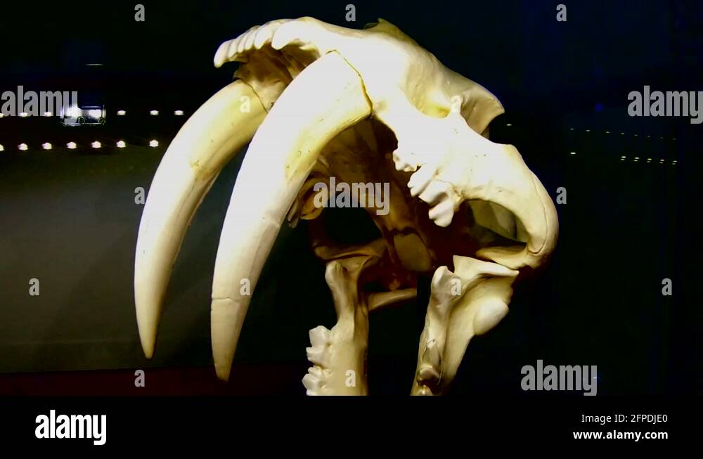 Saber tooth tiger skull Stock Videos & Footage - HD and 4K Video Clips