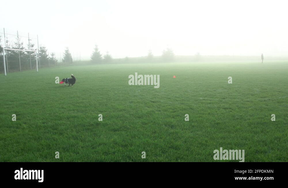 Border Collie Puppy sprints across a foggy football (soccer) field in