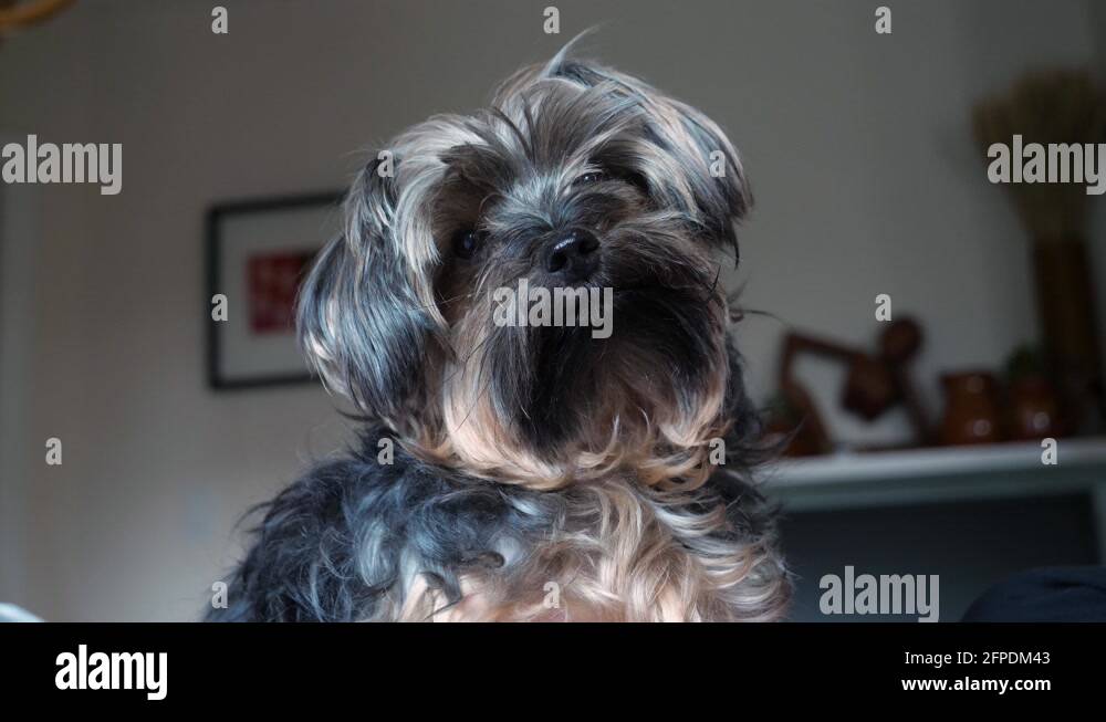 Long haired yorkie Stock Videos & Footage - HD and 4K Video Clips - Alamy