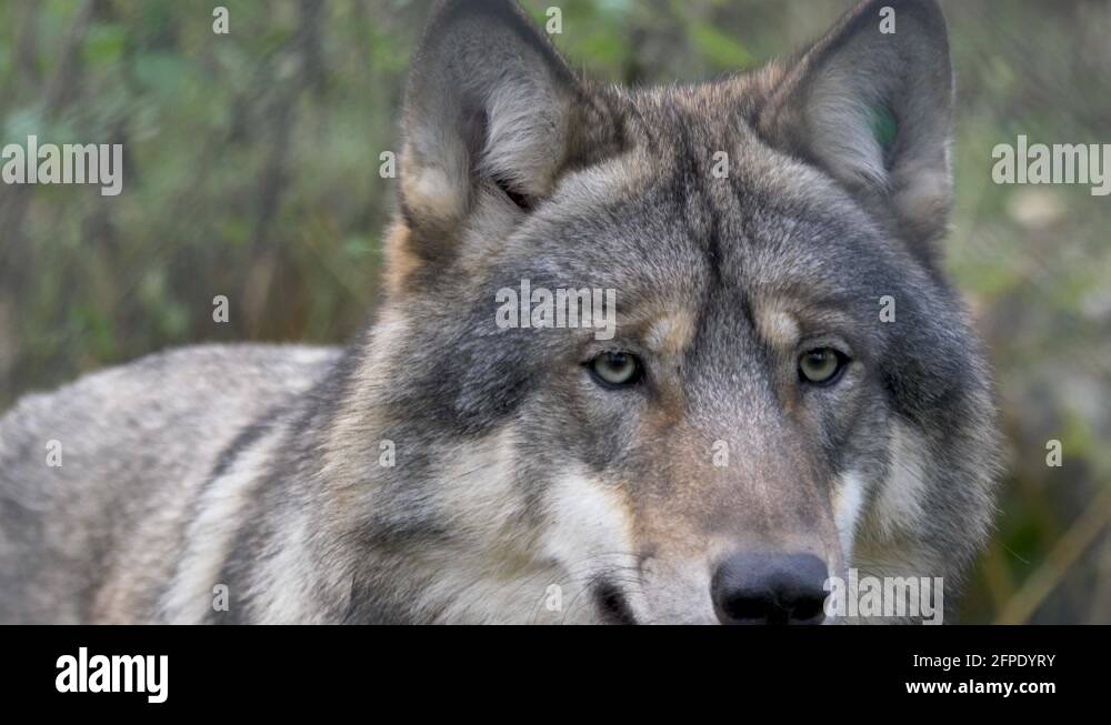 triple white wolf grey