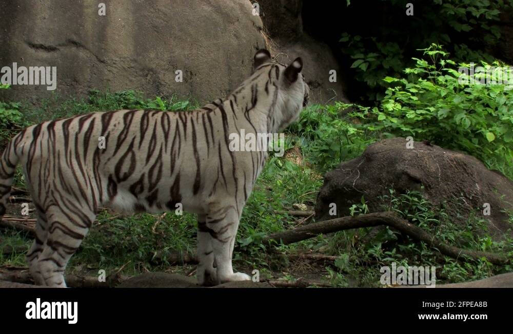 Rocky tiger Stock Videos & Footage - HD and 4K Video Clips - Alamy