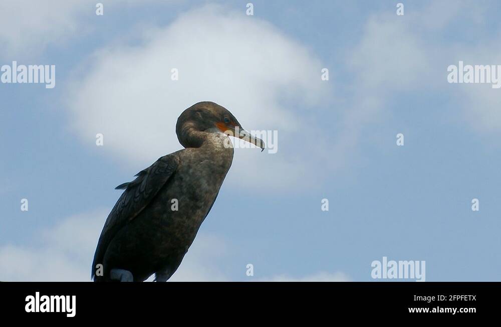 Cormorant everglades bird wetland swamp cormorant everglades florida