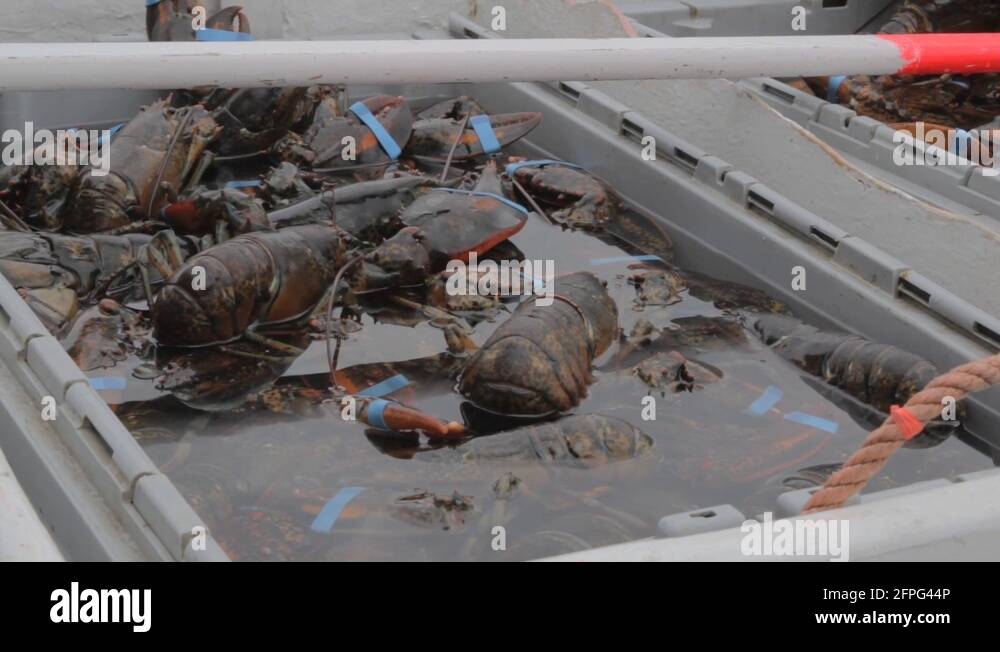 Lobster boat with a sail Stock Videos & Footage HD and 4K Video Clips