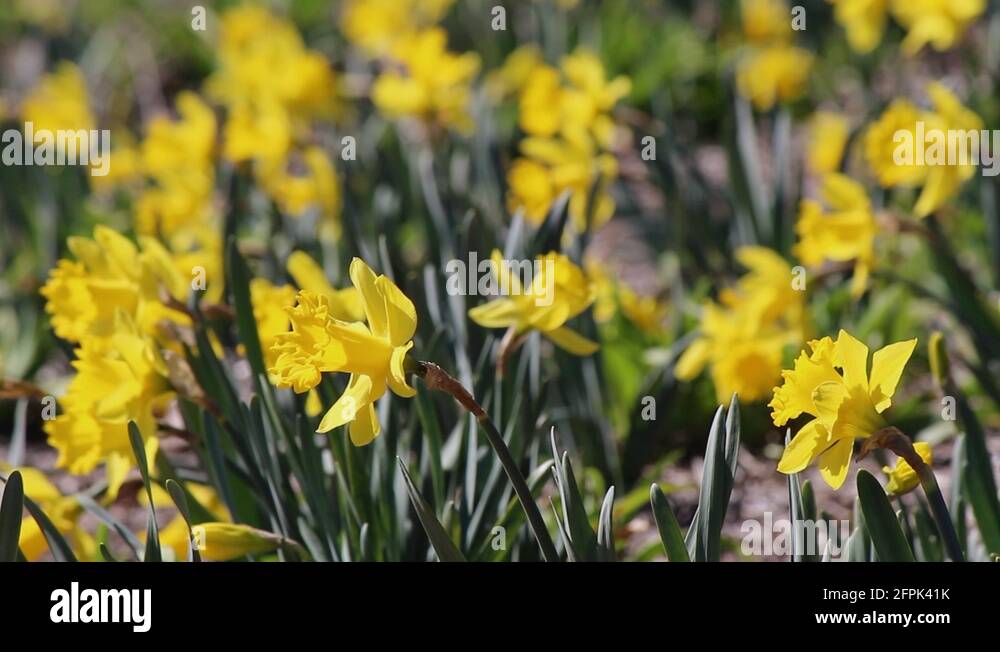 Buttercup daffodils Stock Videos & Footage HD and 4K Video Clips Alamy