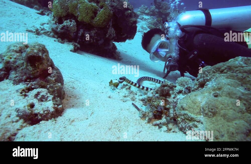 Scuba diver swimming next to venomous banded sea snake underwater Stock