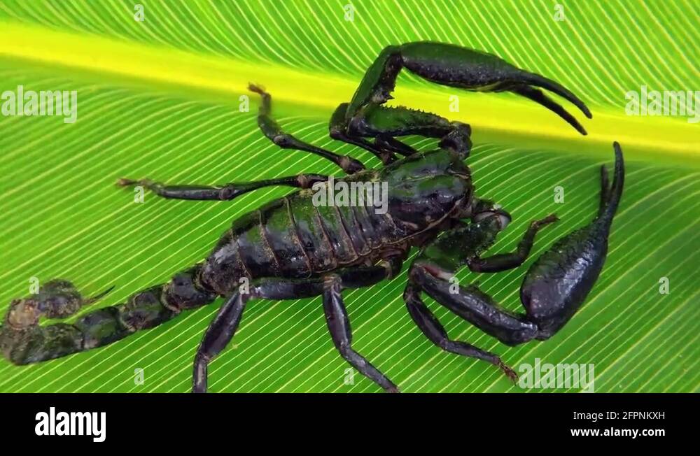 Scorpion in jungle forest on green leaf. Poisonous animal of east Asia