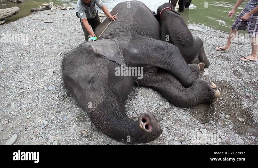 Cleaning an elephant Stock Videos & Footage HD and 4K Video Clips Alamy