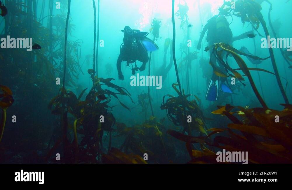 Scuba diving through kelp forest underwater Stock Video Footage Alamy