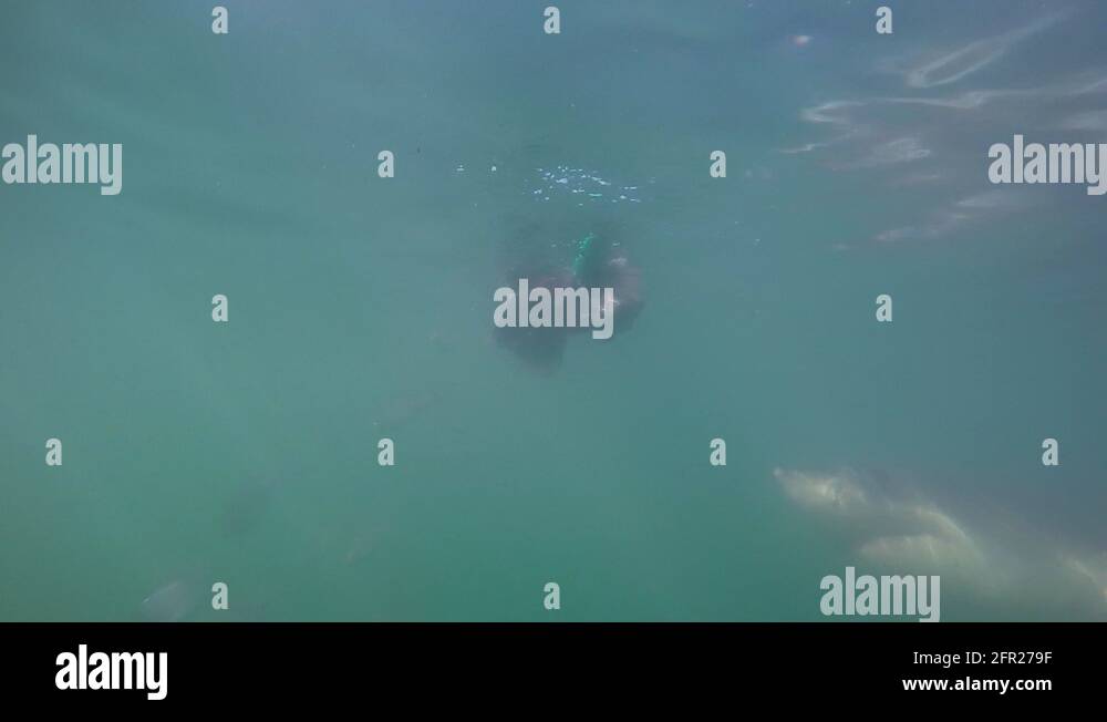 Great white shark underwater trying to catch tuna head bait underwater