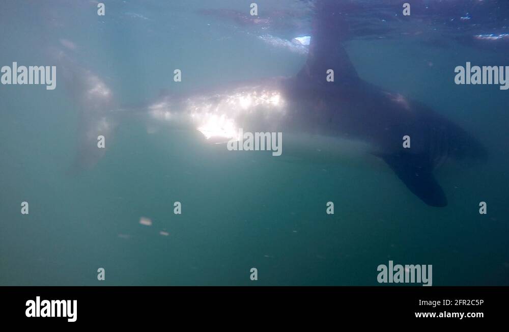 Great white shark underwater trying to catch tuna head bait underwater