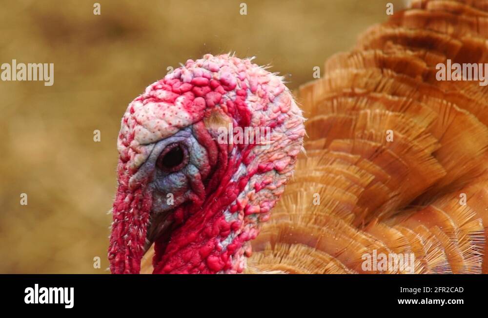 Wild turkey bird habitat Stock Videos & Footage HD and 4K Video Clips