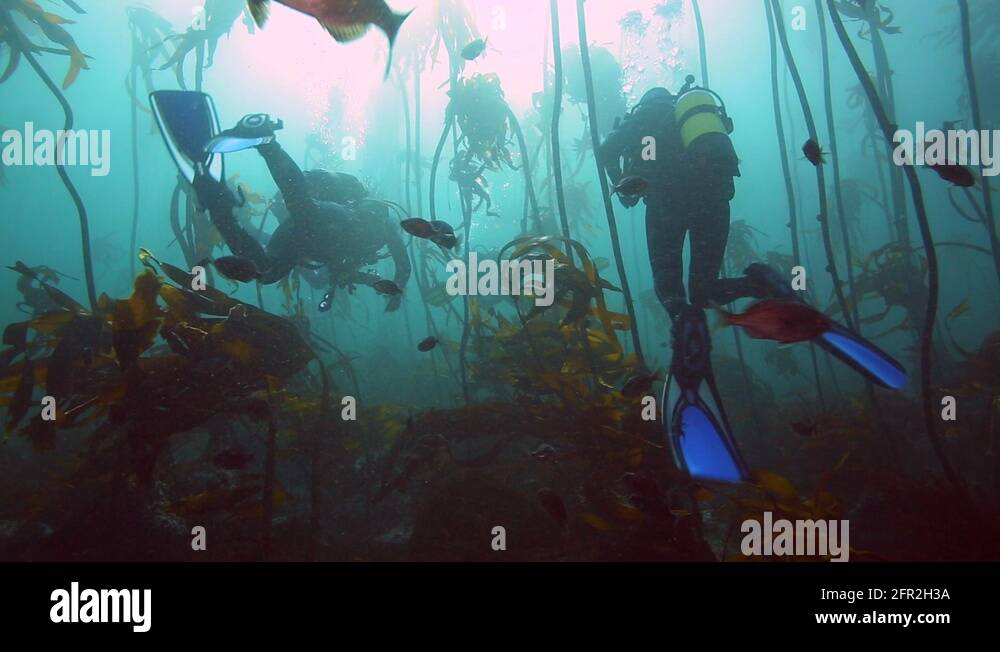 Scuba diving through kelp forest underwater Stock Video Footage Alamy