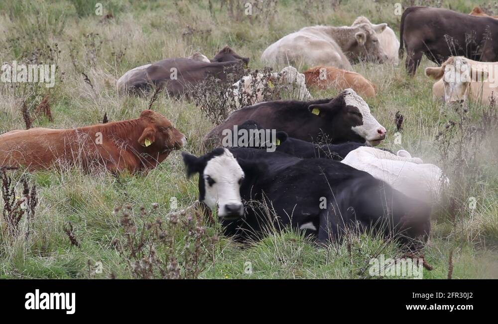 Ruminant Animals Eating Grass With Compromised Gut Barrier
