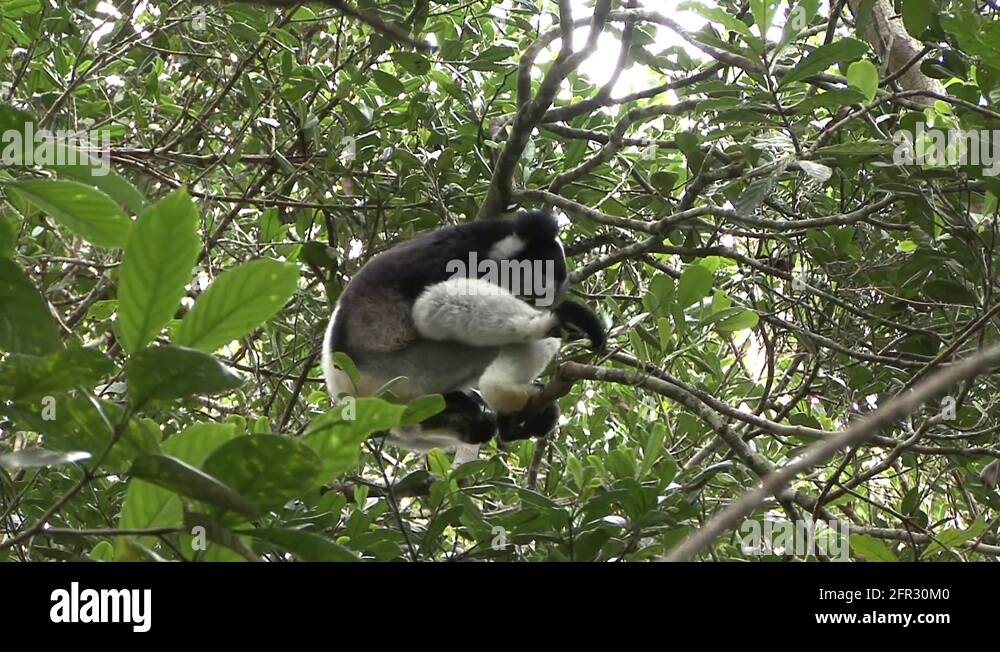 Primate in tree feeding Stock Videos & Footage HD and 4K Video Clips