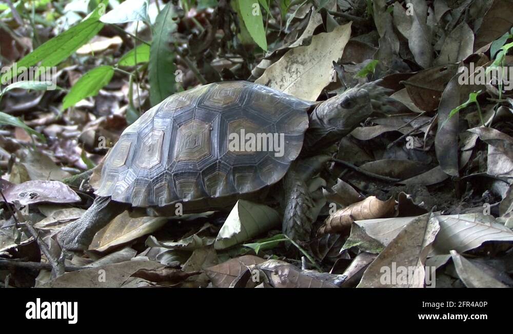 Black giant tortoise Stock Videos & Footage - HD and 4K Video Clips - Alamy