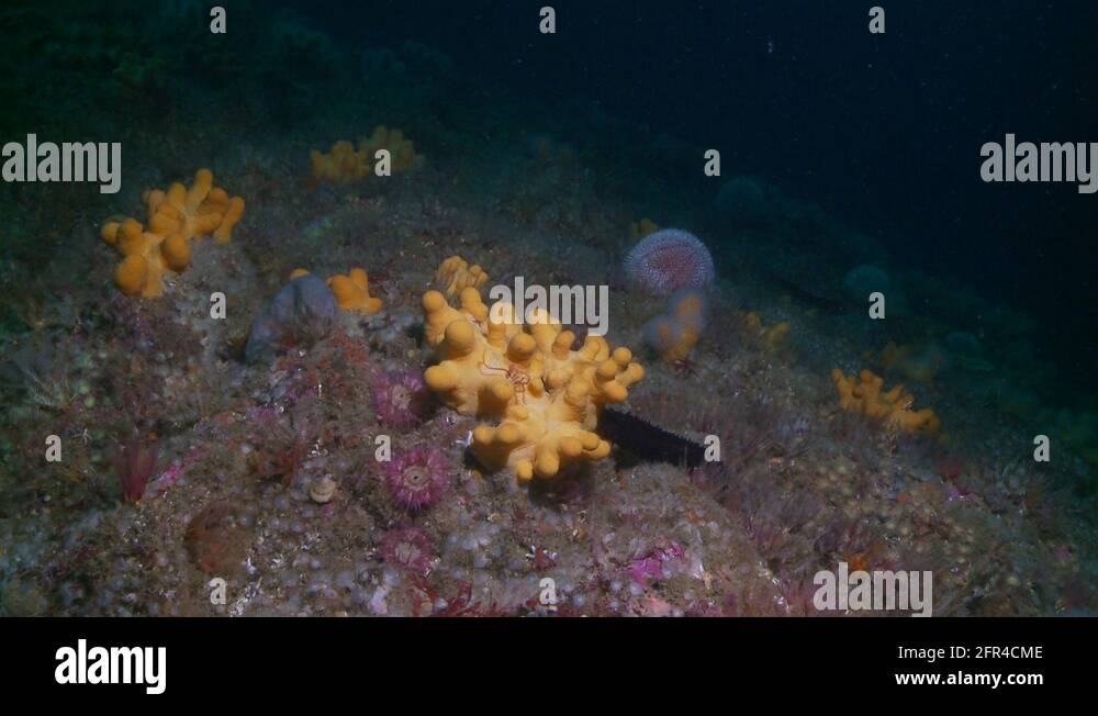 Sponge aquatic animal Stock Videos & Footage HD and 4K Video Clips Alamy