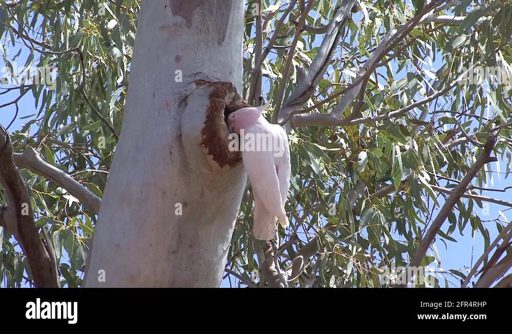 Nesting cockatoo Stock Videos & Footage - HD and 4K Video Clips - Alamy - Cockatoo Nesting Platform