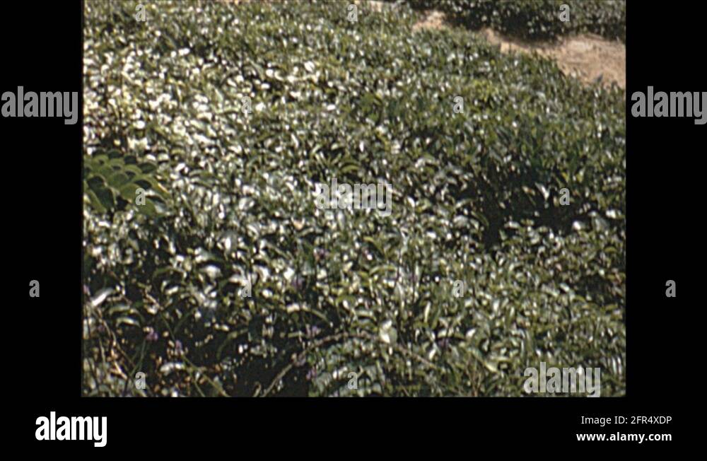 Ceylon plantation Stock Videos & Footage HD and 4K Video Clips Alamy