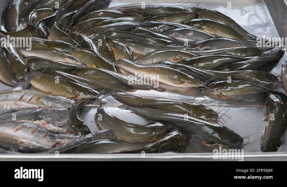 Fish on market alive Stock Videos & Footage - HD and 4K Video Clips - Alamy