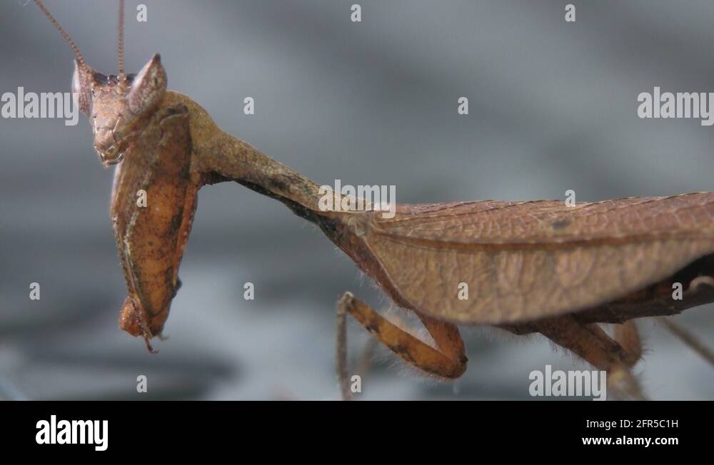 Acanthops parafalcata South American Dead Leaf Mantis tan MALE up close