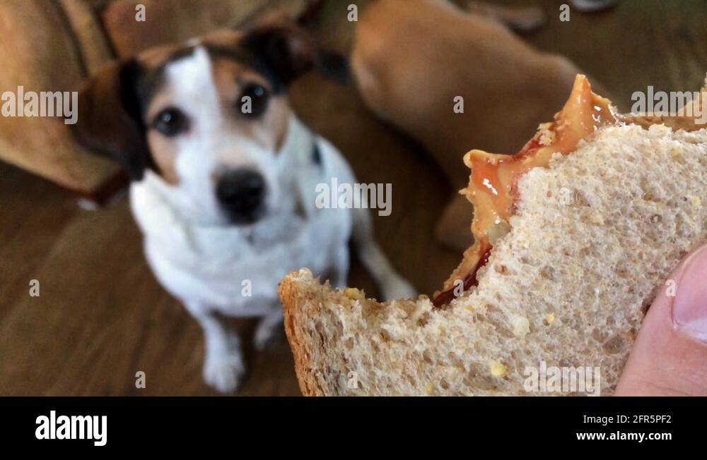 Hungry dog licking lips at peanut and jelly sandwich Stock Video
