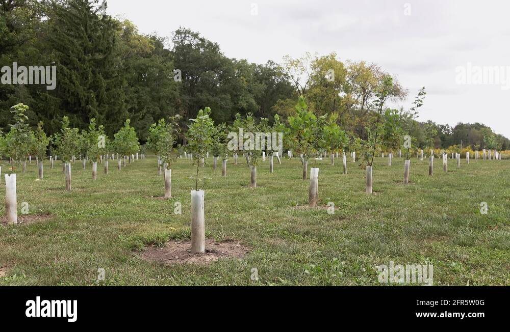 Field of young trees on nursery farm 4k Stock Video Footage Alamy