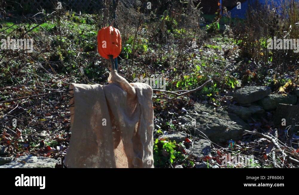 Scarecrow crow Stock Videos & Footage HD and 4K Video Clips Alamy